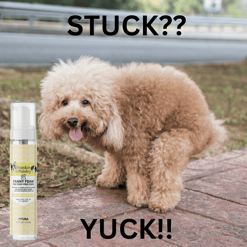 Best Way To Remove Dog Dingleberry